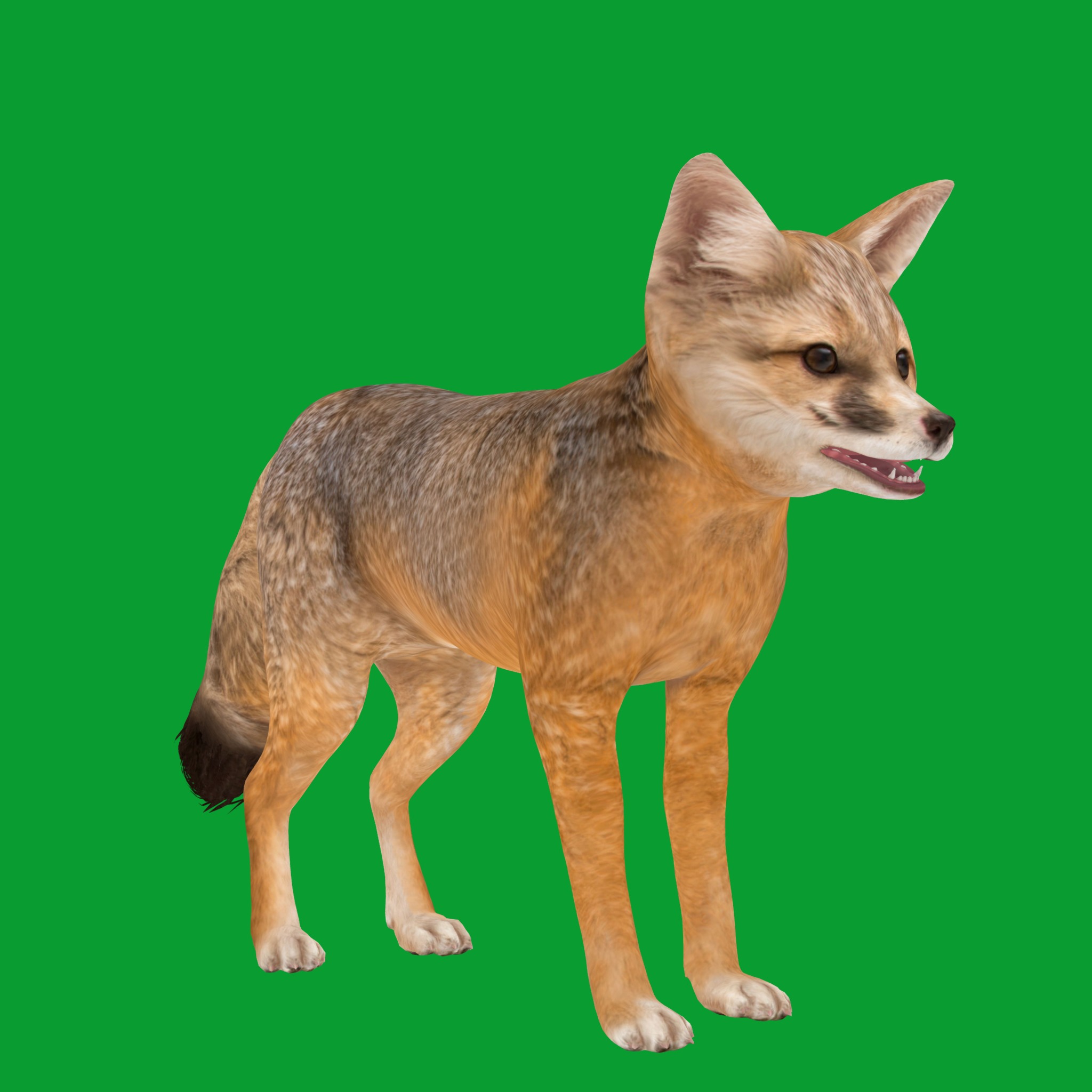 Kit Fox Low-poly 3D model_32