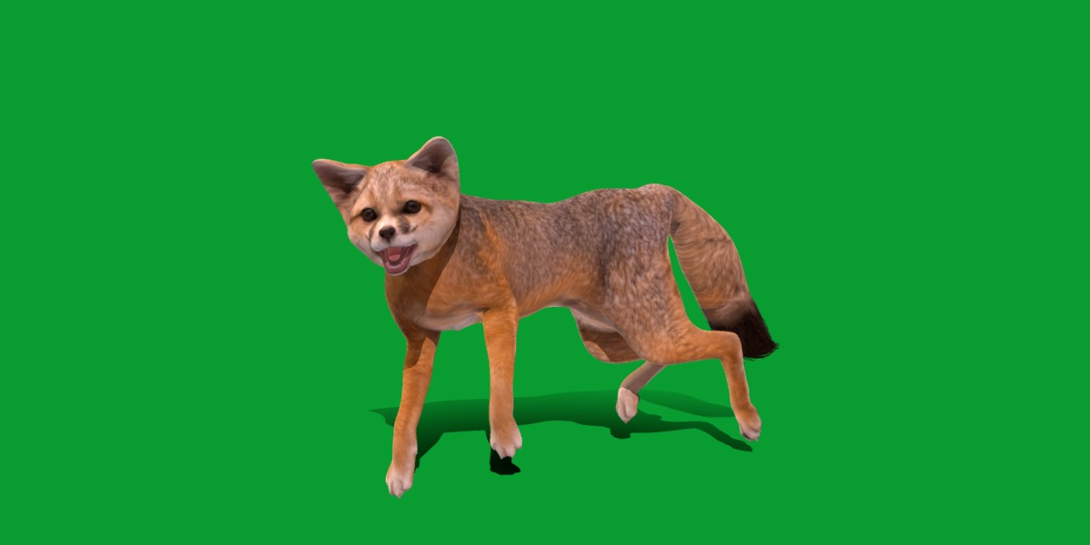 Kit Fox Low-poly 3D model_27