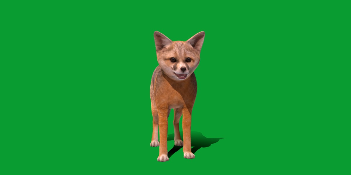 Kit Fox Low-poly 3D model_39