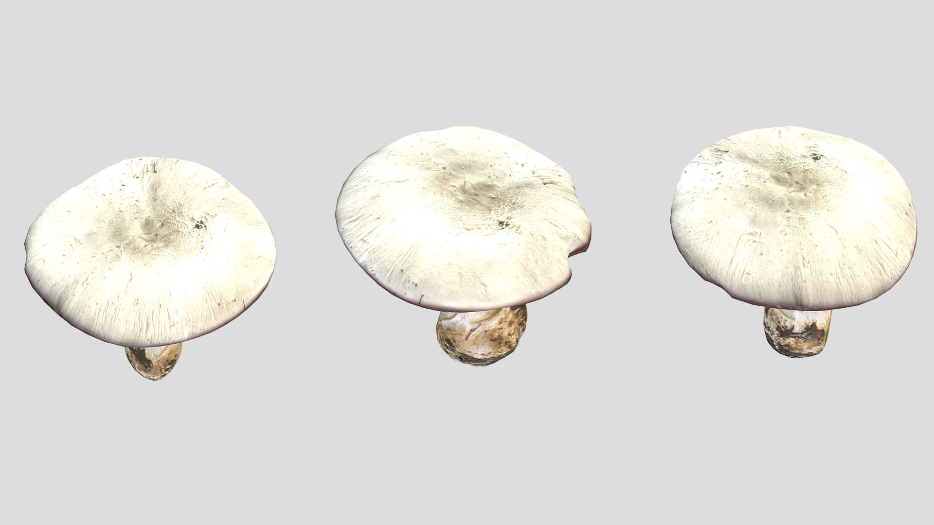 Agaricus Campestris Mushroom Low Poly 3D model_8