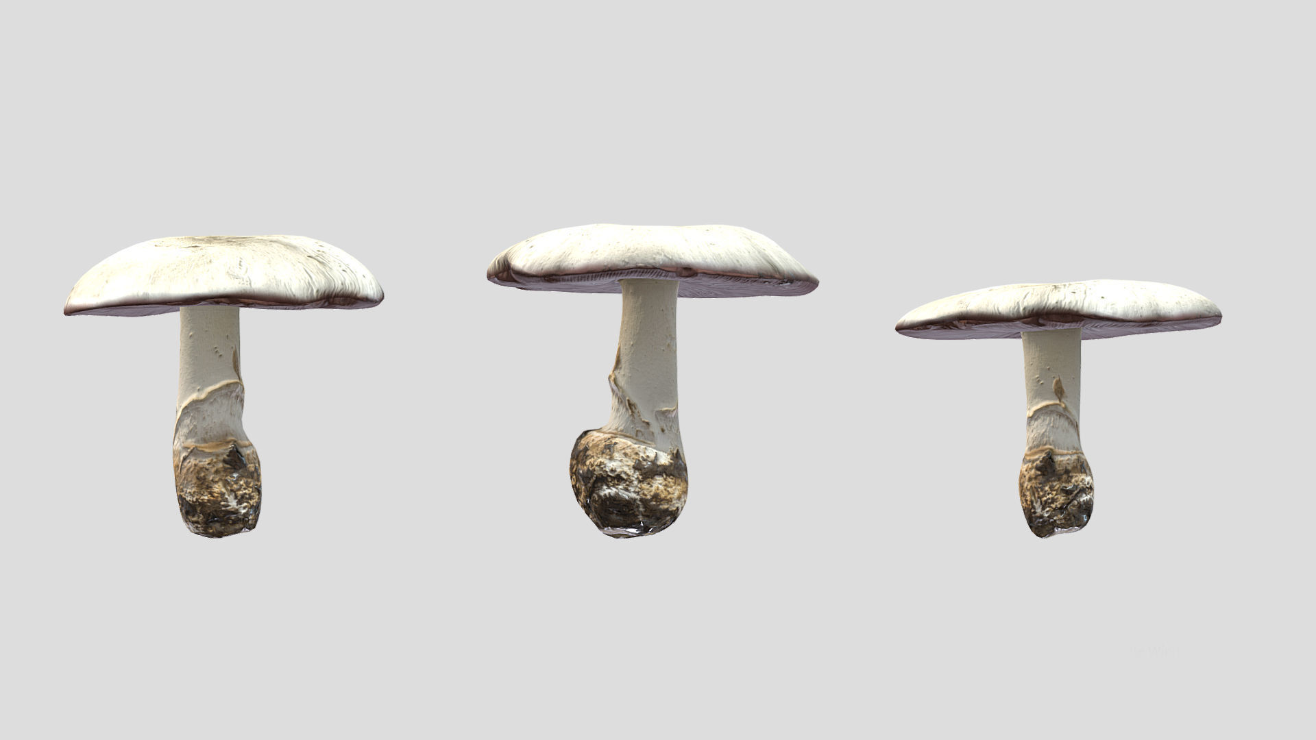 Agaricus Campestris Mushroom Low Poly 3D model_3