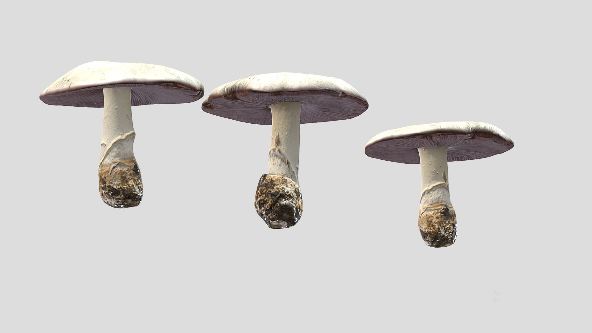 Agaricus Campestris Mushroom Low Poly 3D model_6