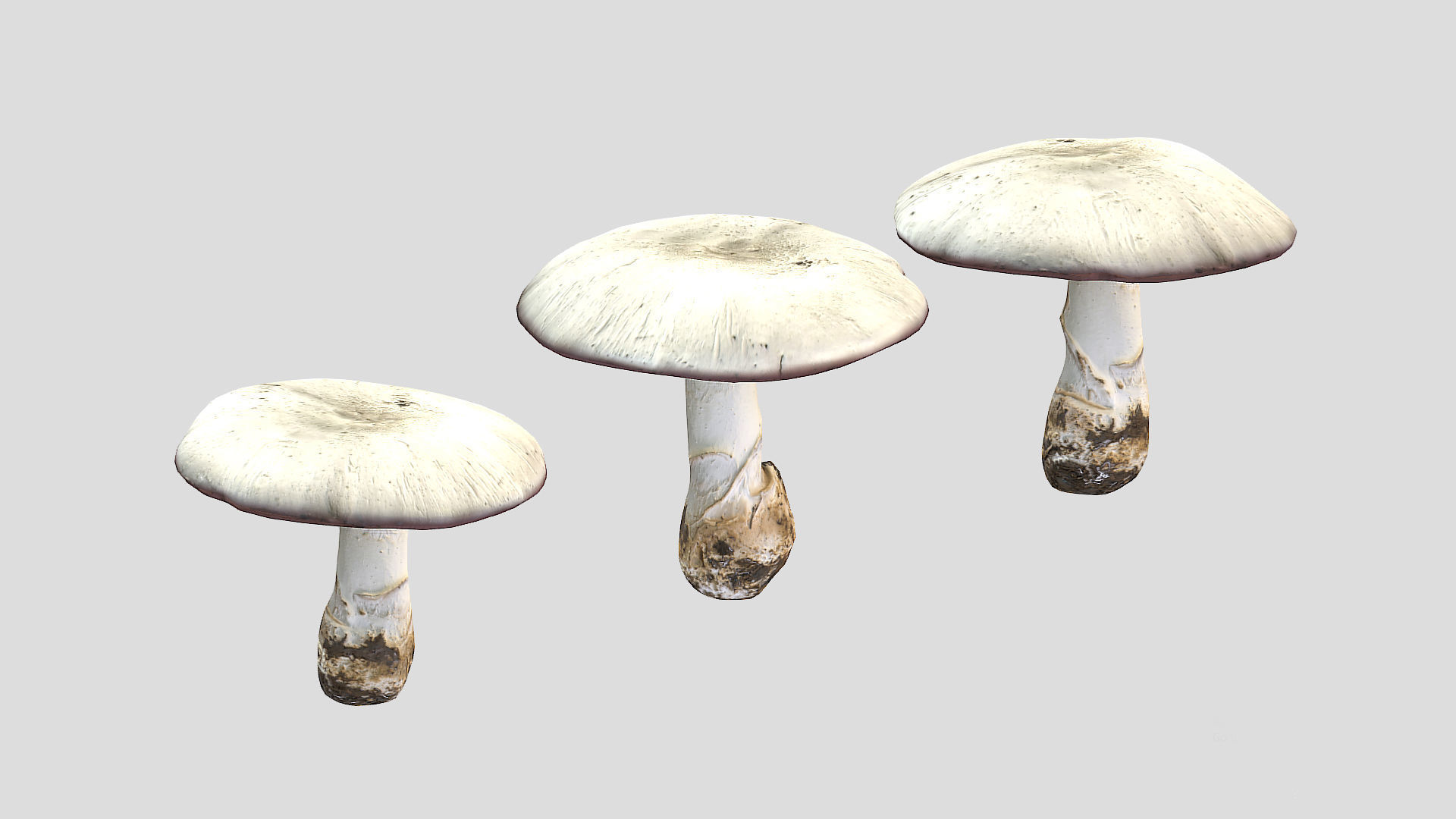 Agaricus Campestris Mushroom Low Poly 3D model_4