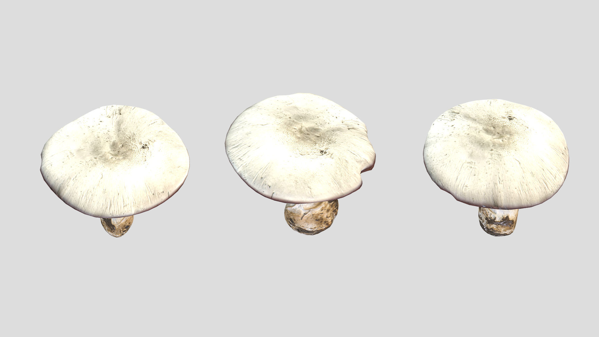 Agaricus Campestris Mushroom Low Poly 3D model_2