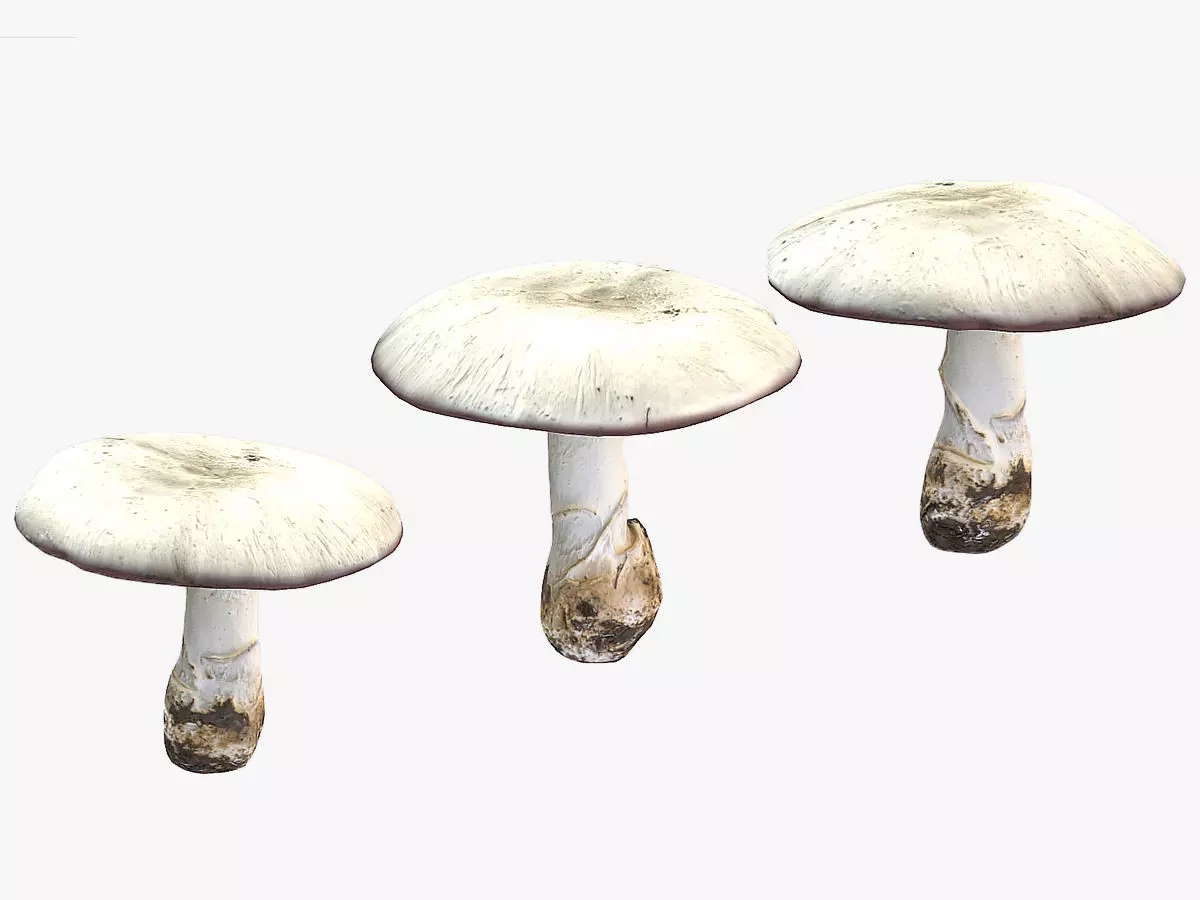 Agaricus Campestris Mushroom Low Poly 3D model_0