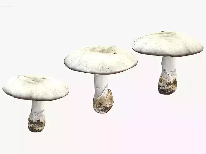 Agaricus Campestris Mushroom Low Poly