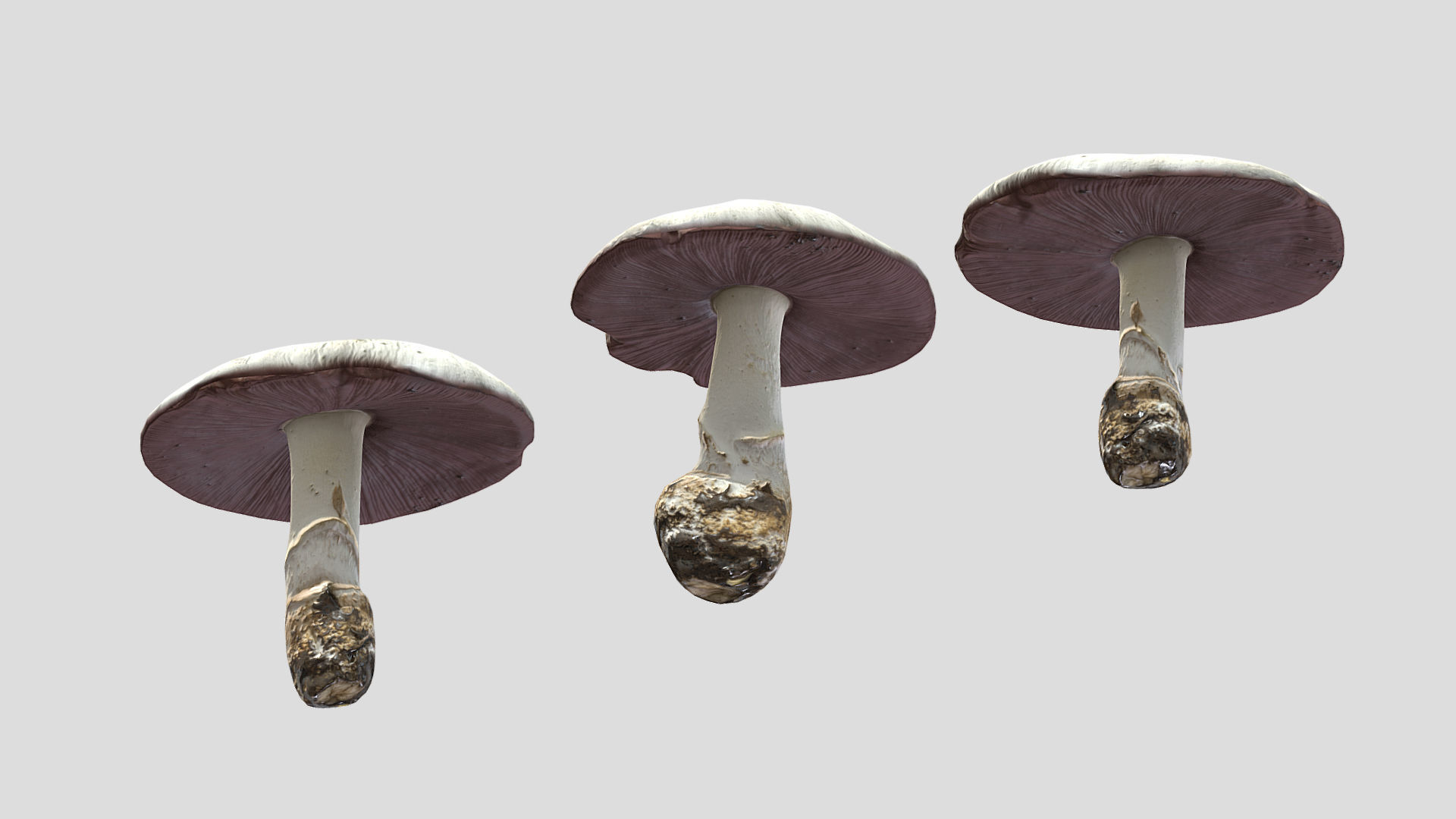 Agaricus Campestris Mushroom Low Poly 3D model_5