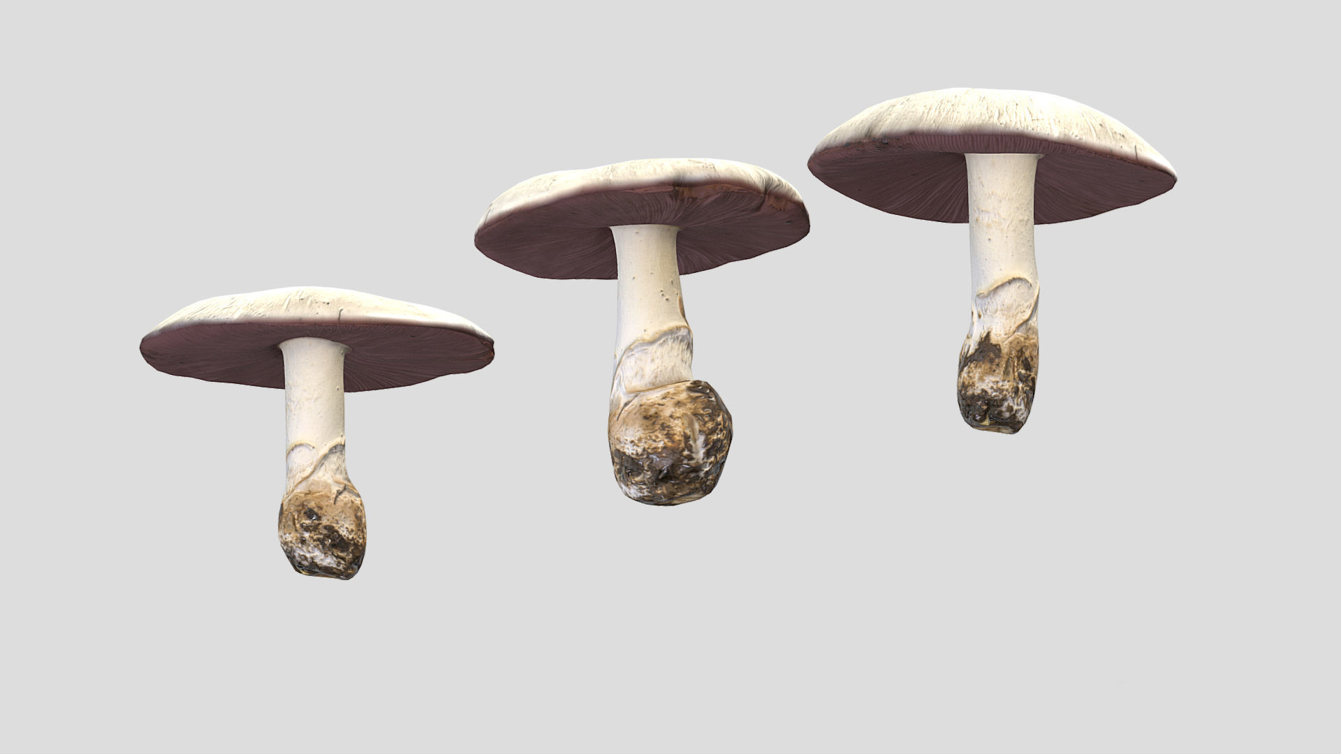 Agaricus Campestris Mushroom Low Poly 3D model_7