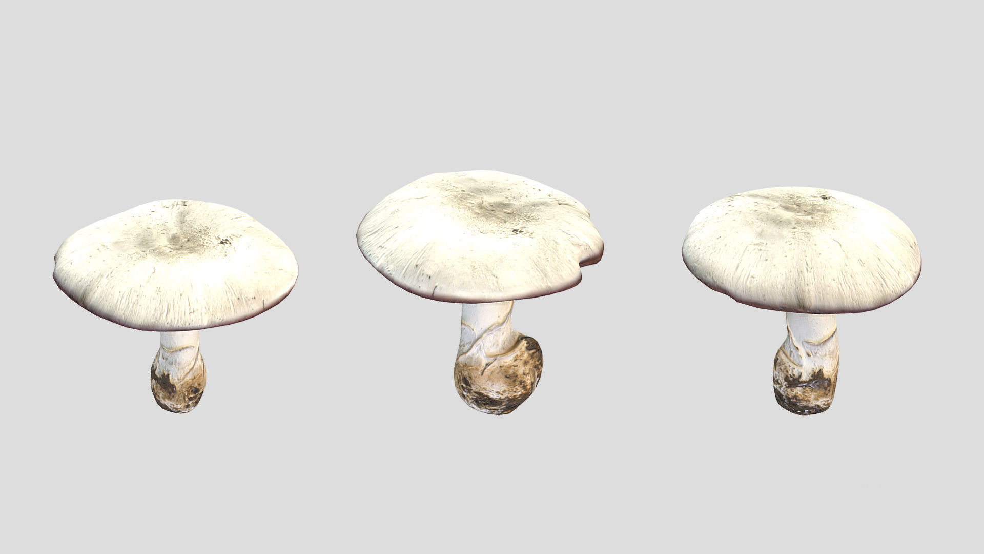Agaricus Campestris Mushroom Low Poly 3D model_1