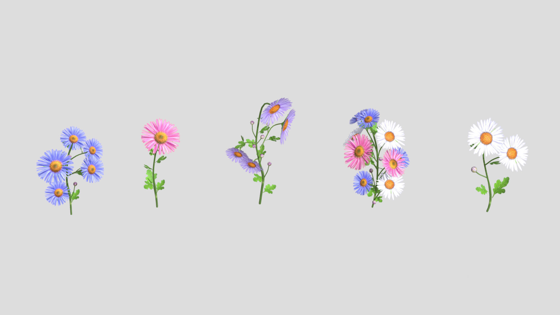 Aster flower Low Poly 3D model_2