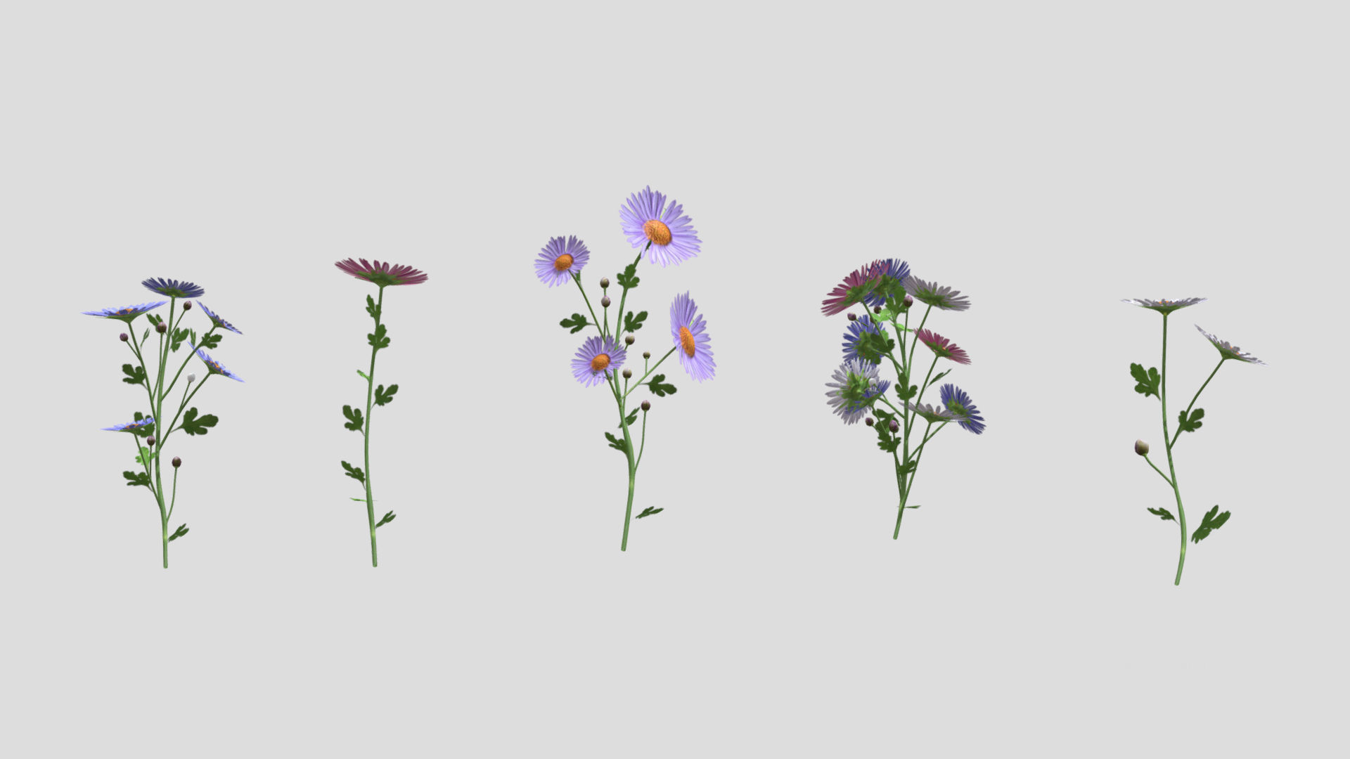 Aster flower Low Poly 3D model_7