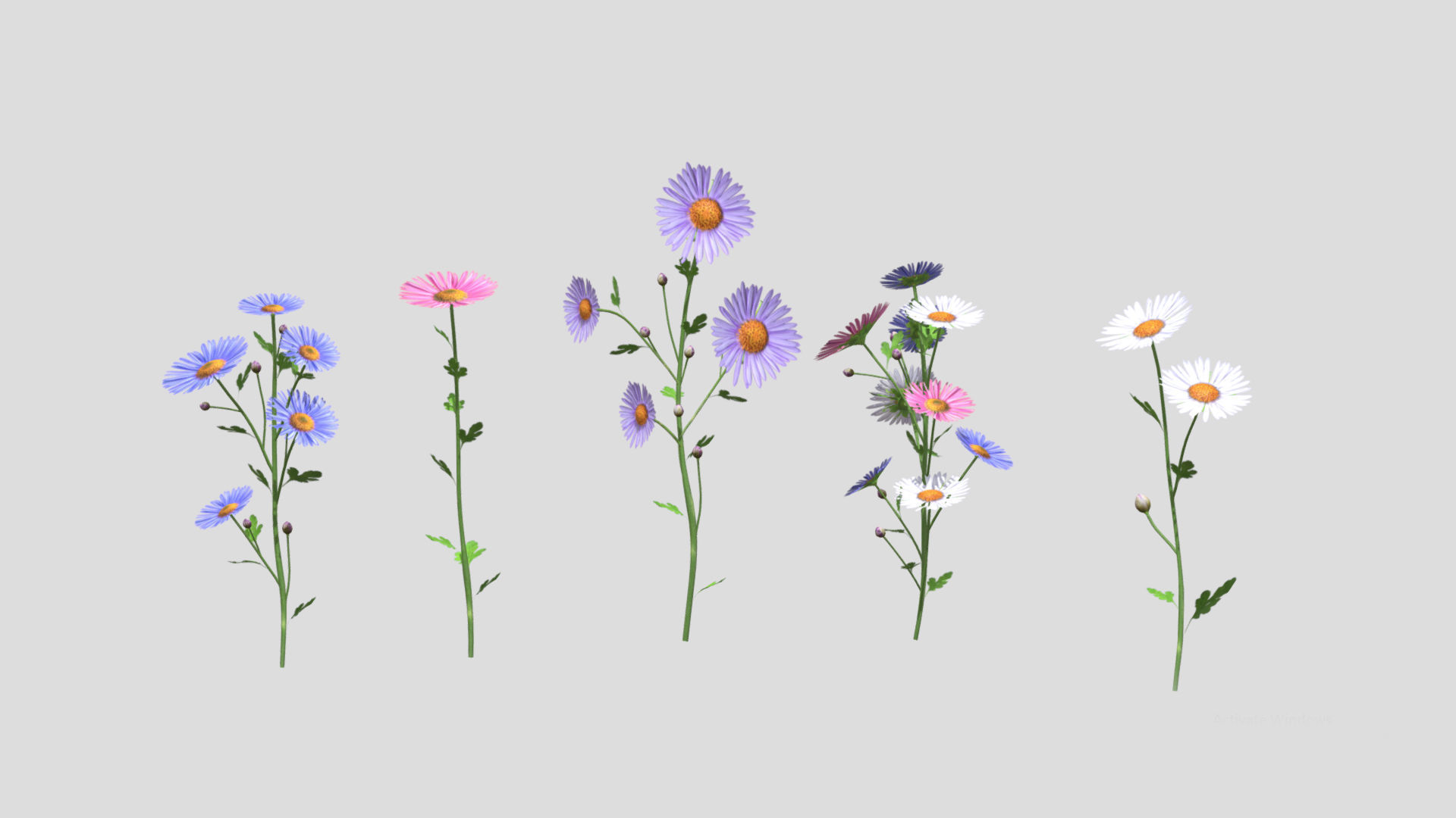 Aster flower Low Poly 3D model_3