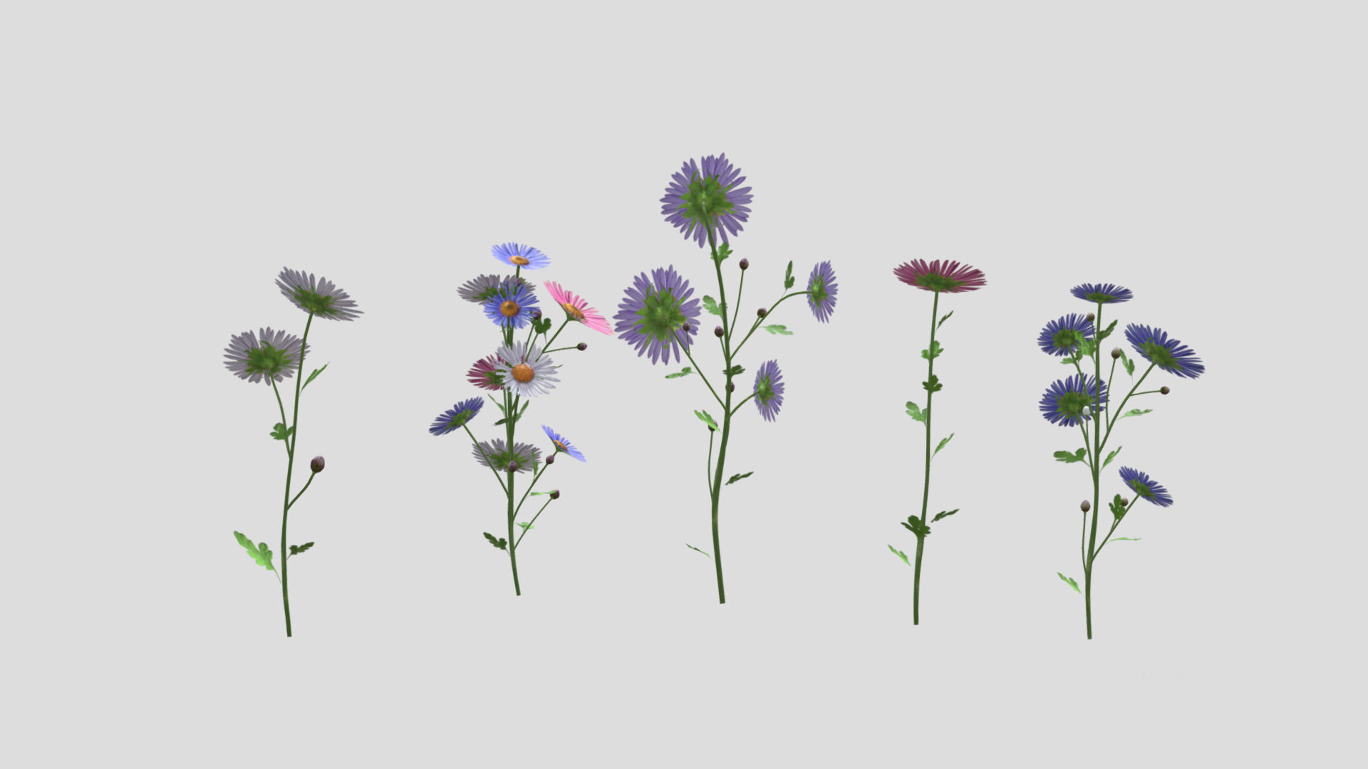 Aster flower Low Poly 3D model_4