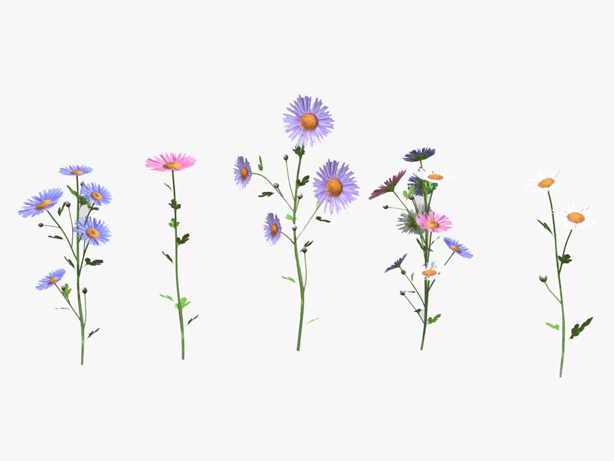Aster flower Low Poly 3D model_0