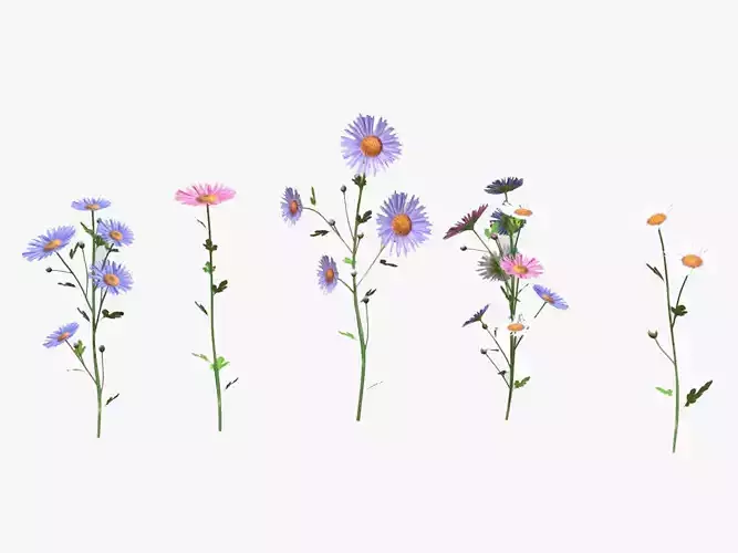 Aster flower Low Poly 3D model