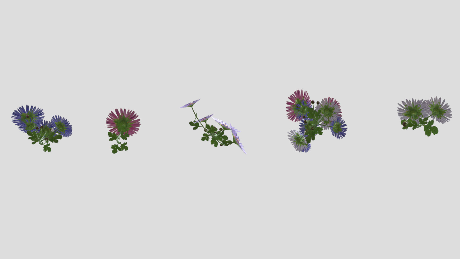 Aster flower Low Poly 3D model_8