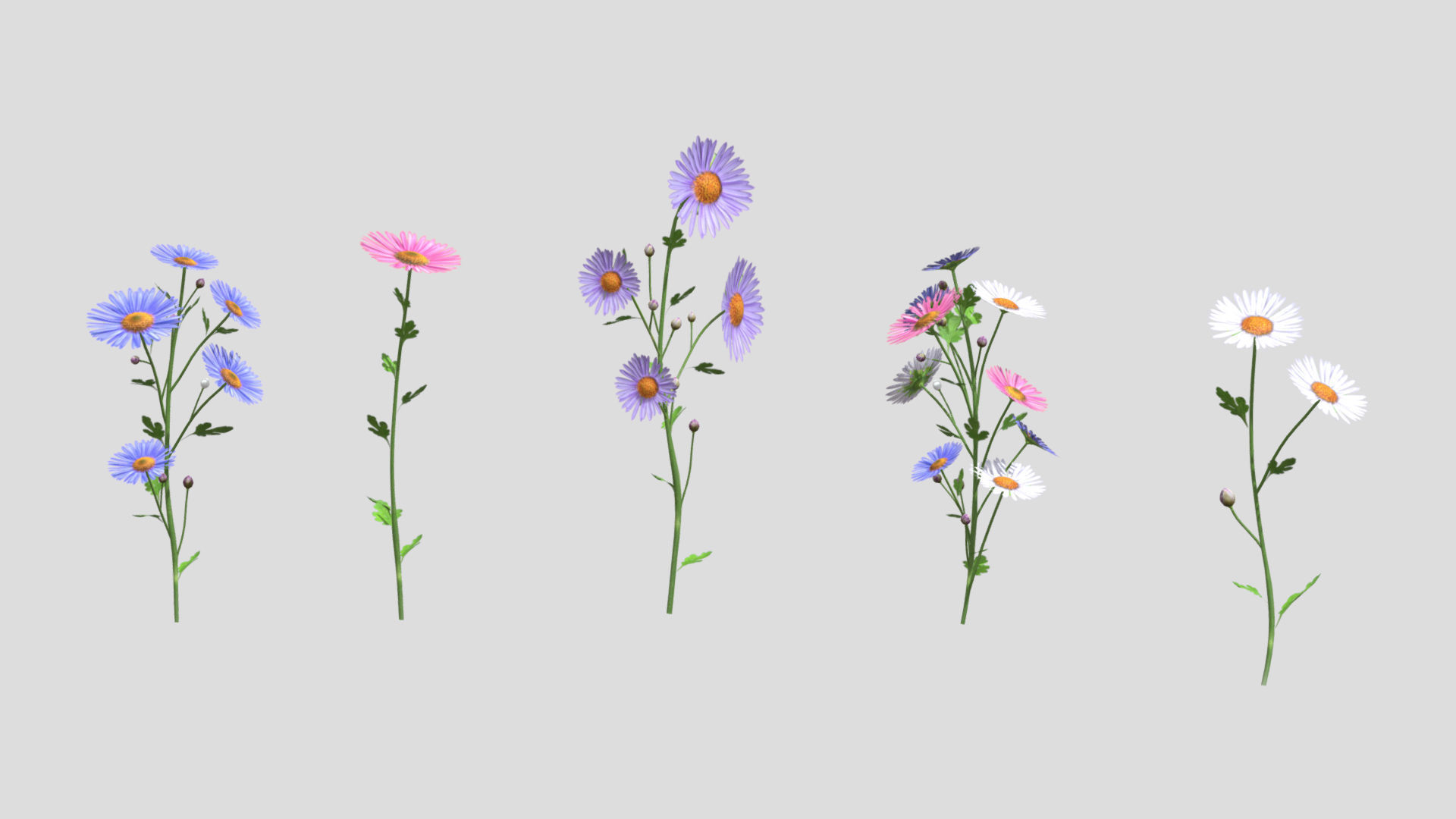 Aster flower Low Poly 3D model_1