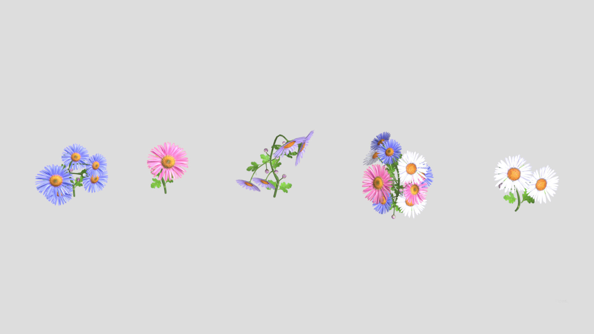 Aster flower Low Poly 3D model_5