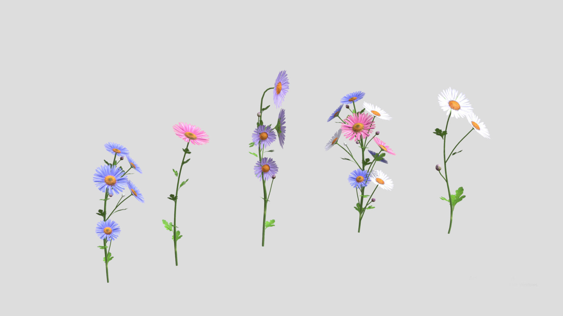 Aster flower Low Poly 3D model_6