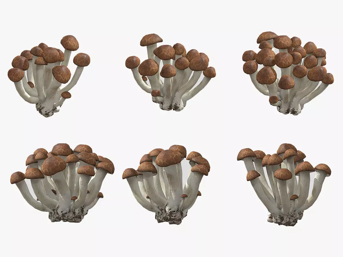 Beech Mushroom Low Poly 3D model_0
