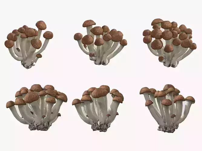 Beech Mushroom Low Poly 3D model
