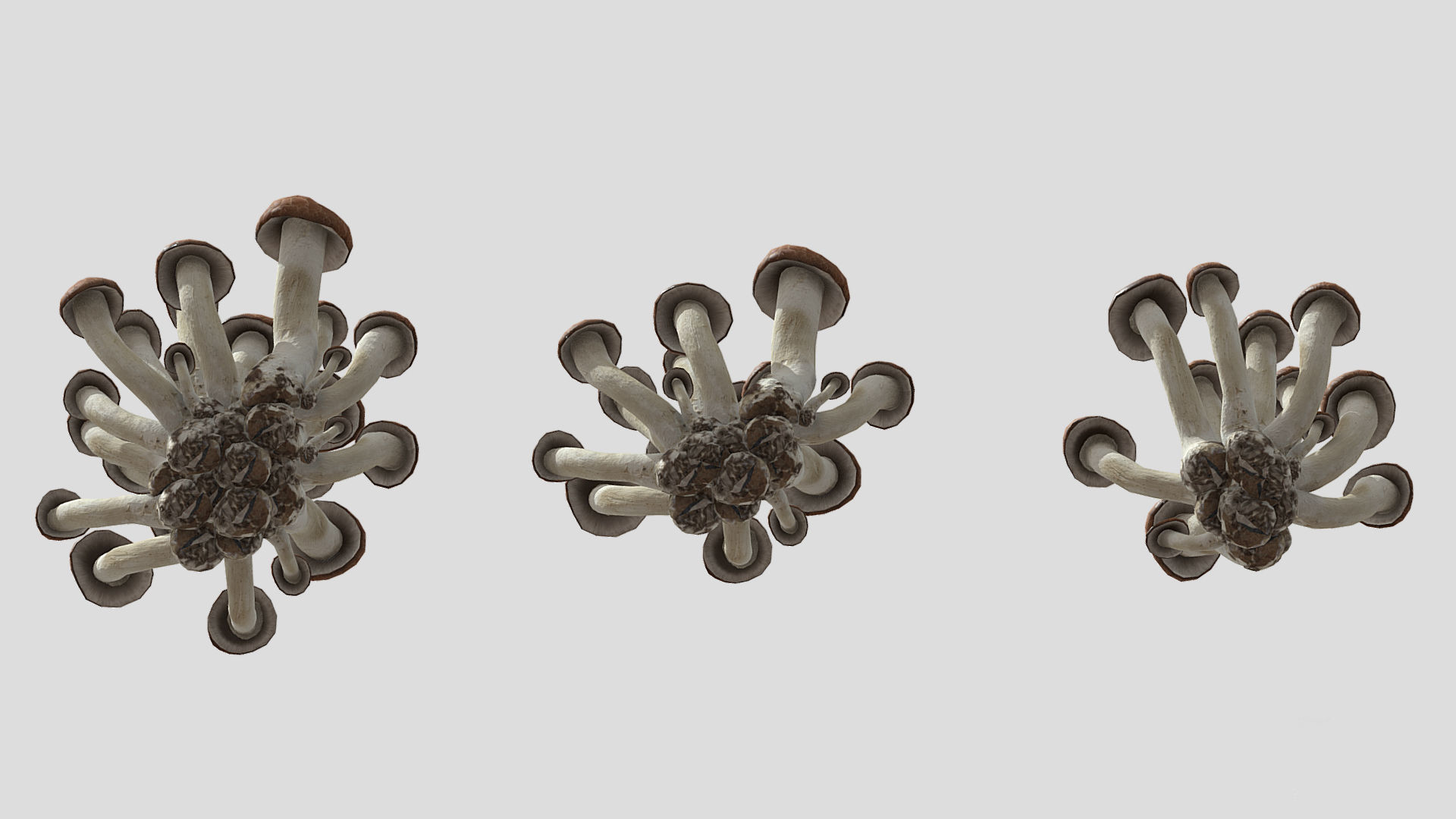 Beech Mushroom Low Poly 3D model_8