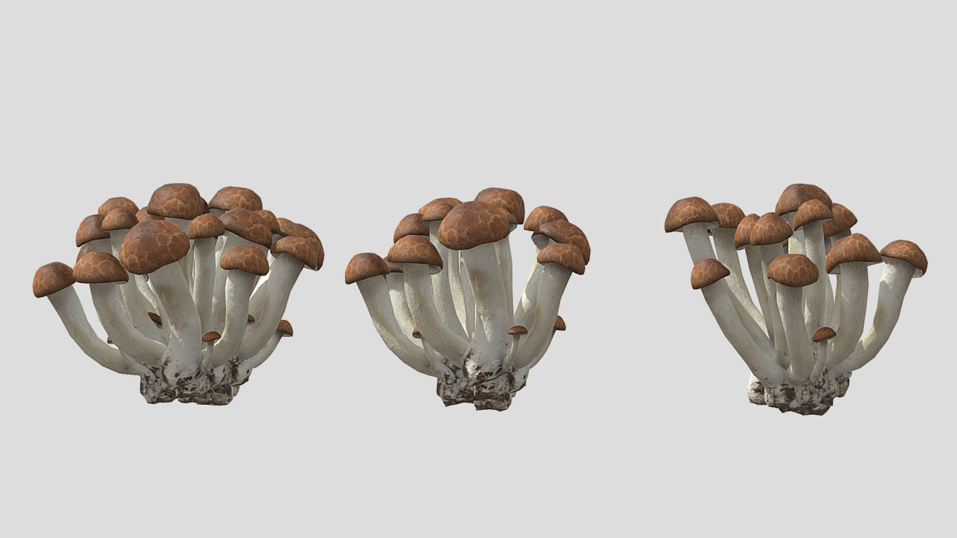 Beech Mushroom Low Poly 3D model_6