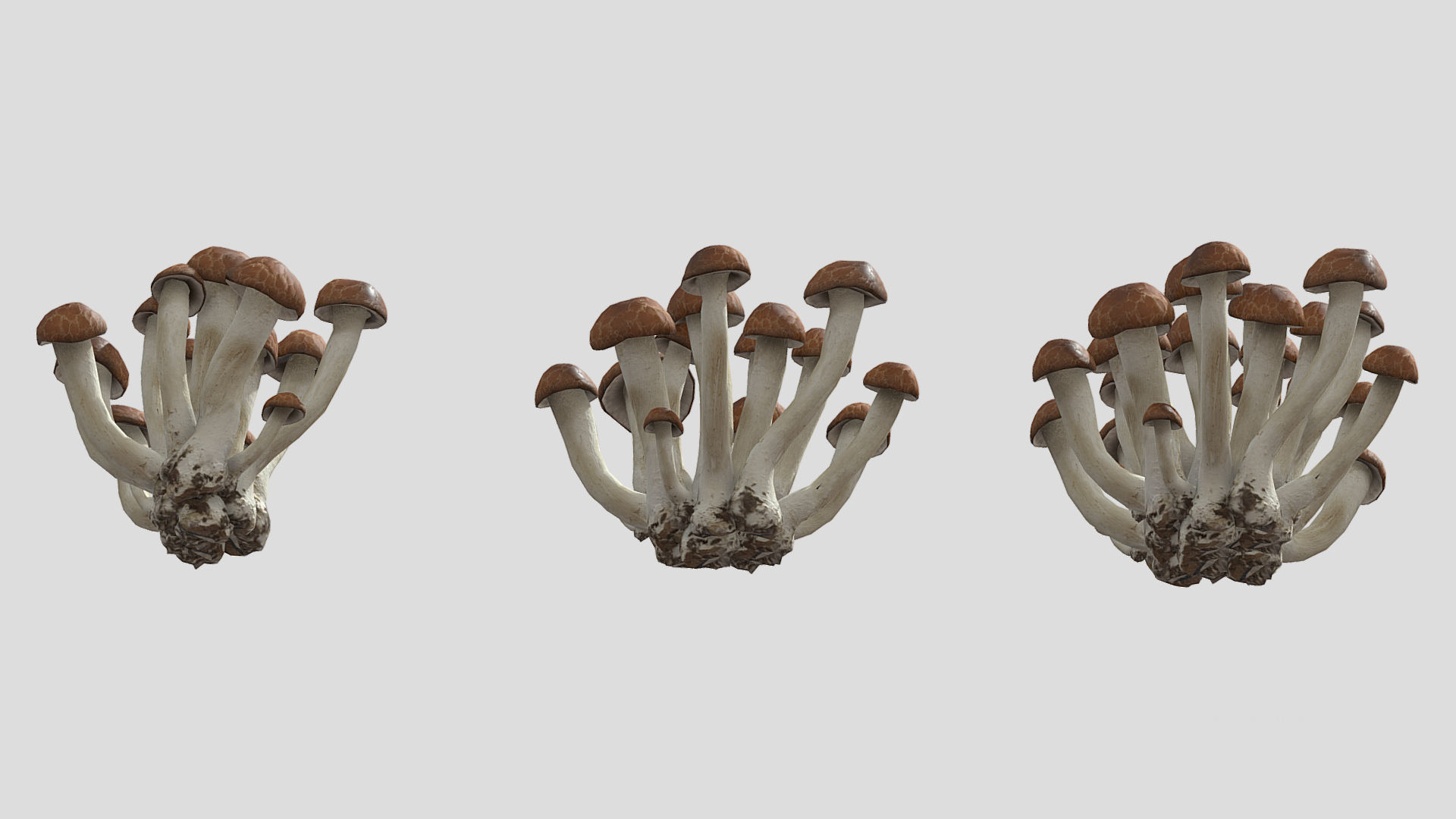 Beech Mushroom Low Poly 3D model_5
