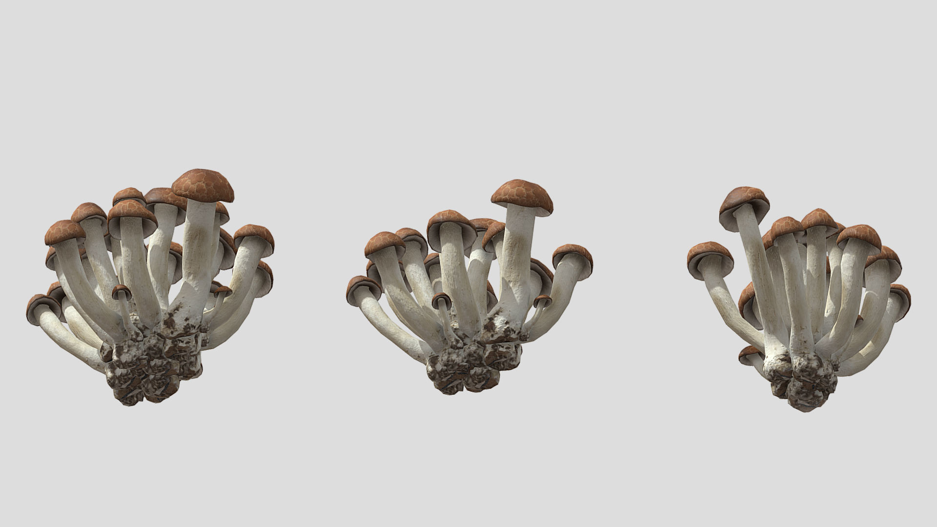 Beech Mushroom Low Poly 3D model_7