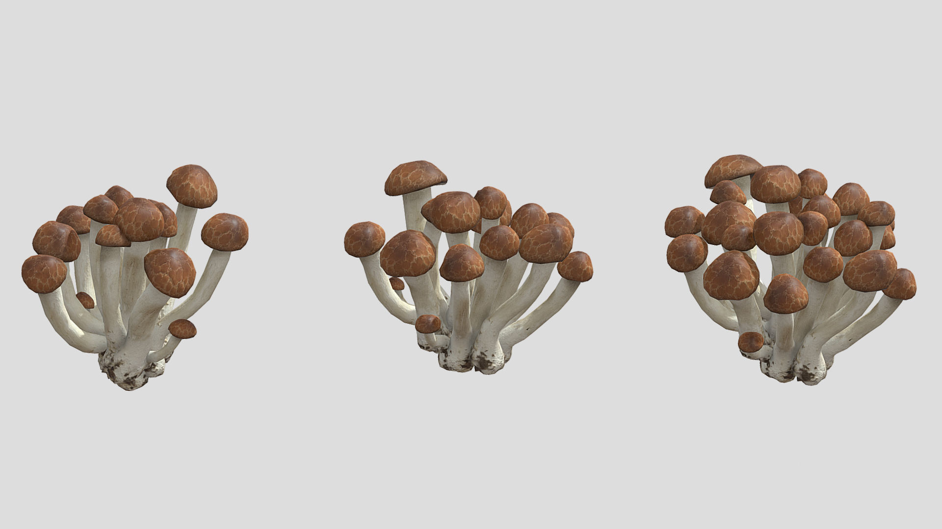 Beech Mushroom Low Poly 3D model_1