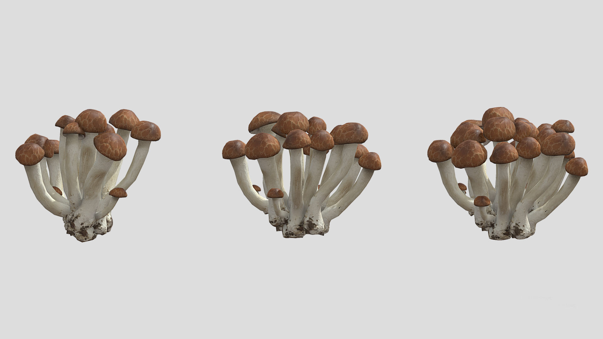 Beech Mushroom Low Poly 3D model_3
