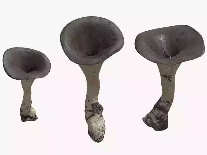 Black Trumpet Mushroom Low Poly 3D model