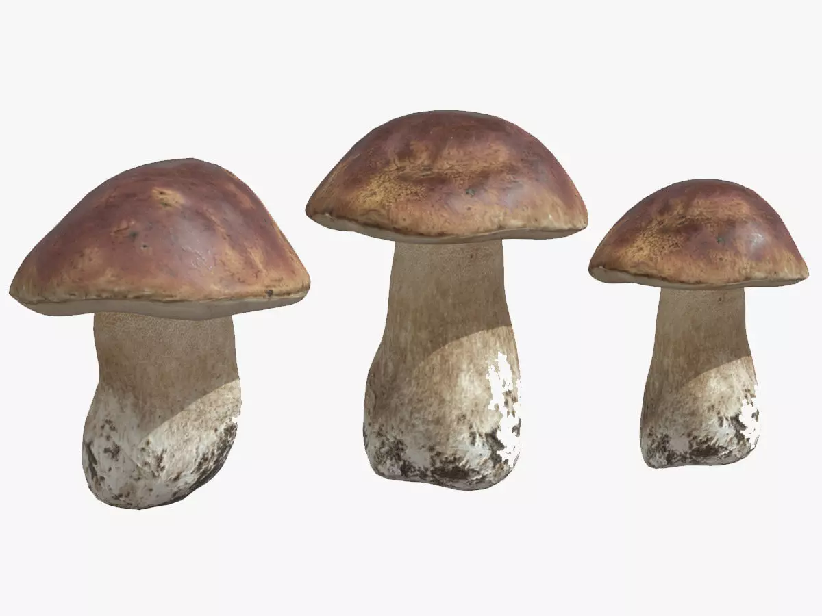 Boletus Edulis Porcini  Mushroom Low Poly 3D model_0