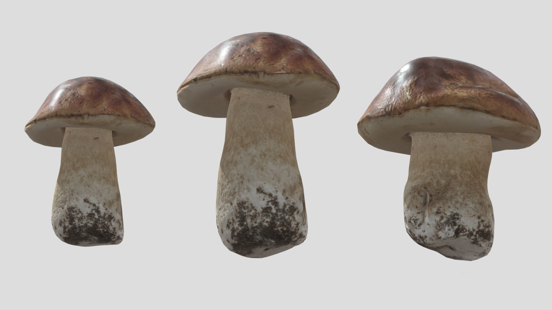 Boletus Edulis Porcini  Mushroom Low Poly 3D model_3