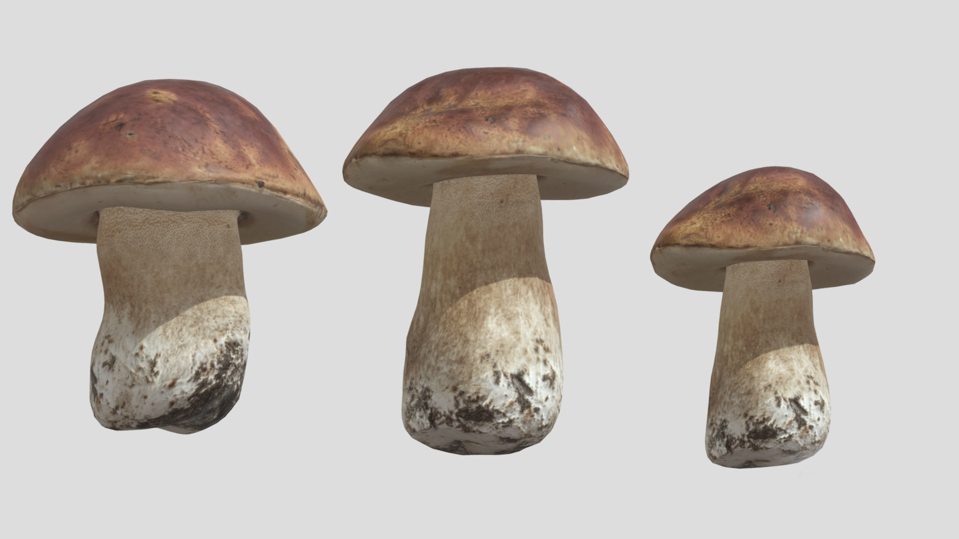 Boletus Edulis Porcini  Mushroom Low Poly 3D model_5