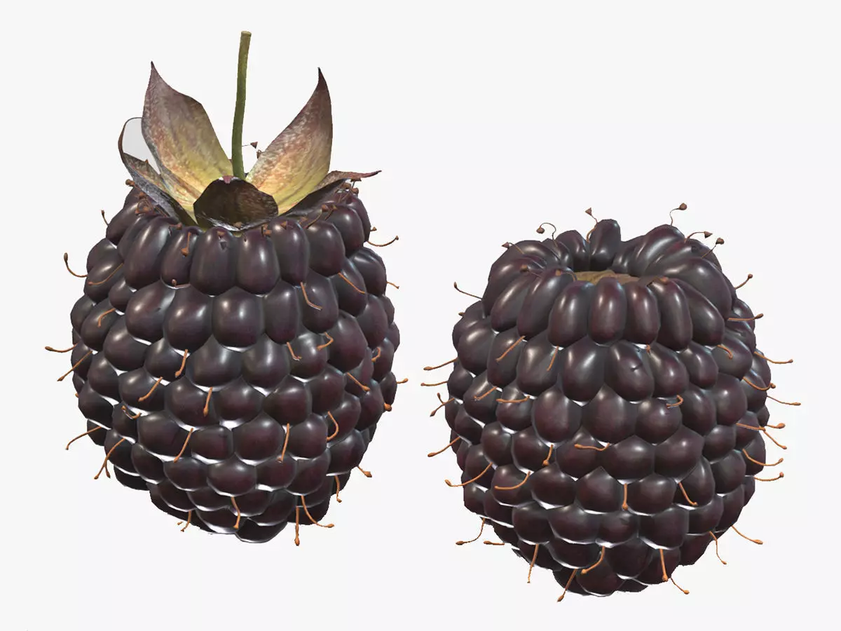 Boysenberry Fruit Low Poly 3D model_0