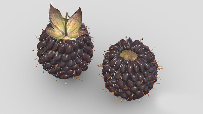 Boysenberry Fruit Low Poly 3D model 5