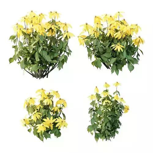 Rudbeckia laciniata Plant 01