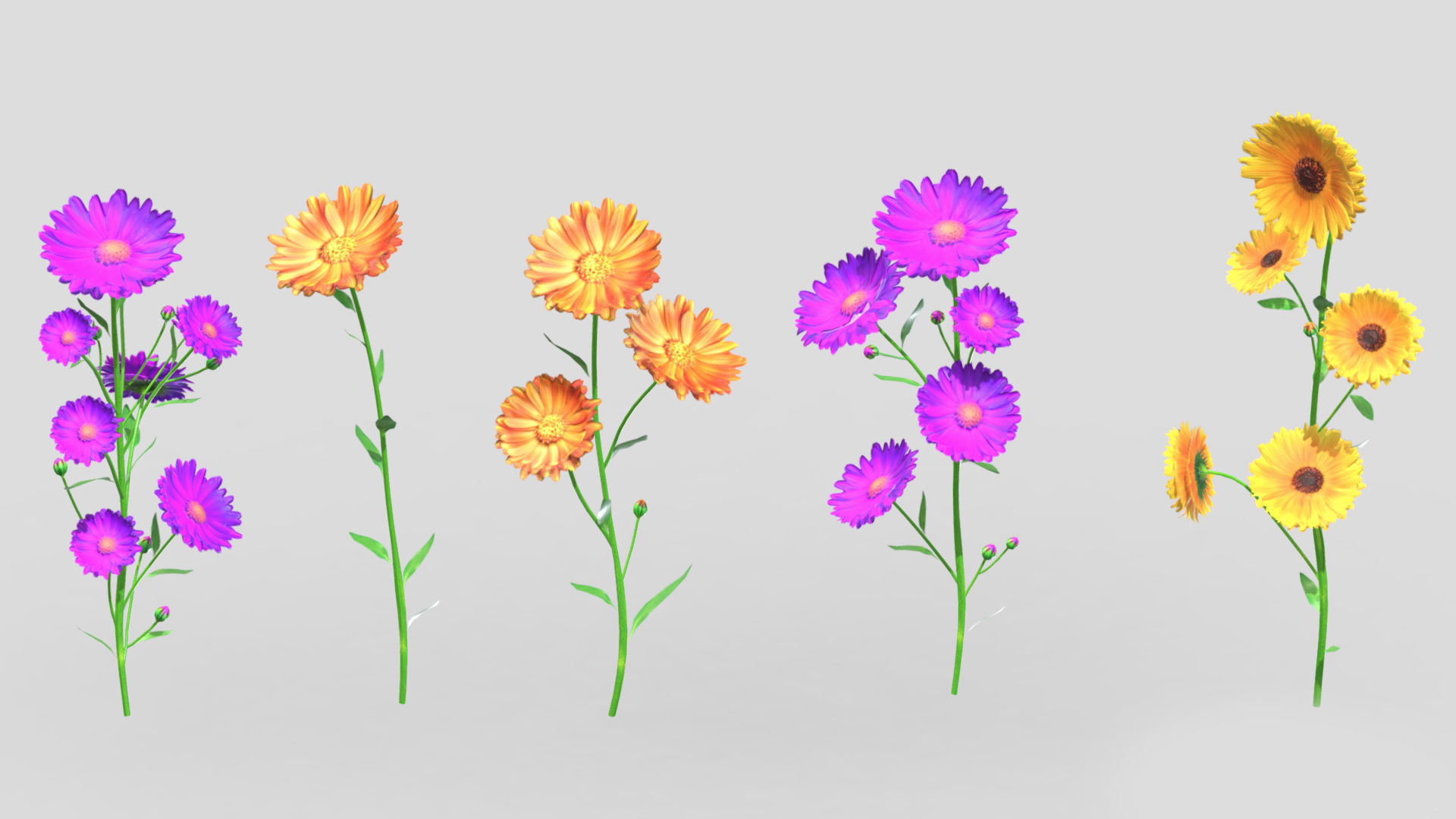 Calendula flower Low Poly 3D model_2