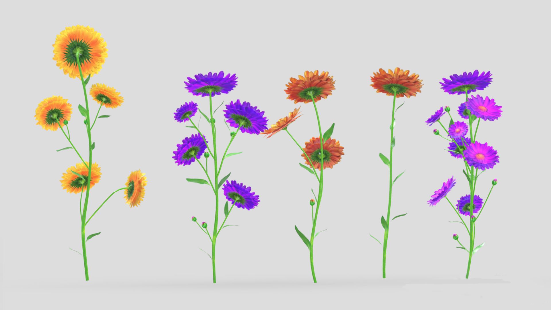Calendula flower Low Poly 3D model_7
