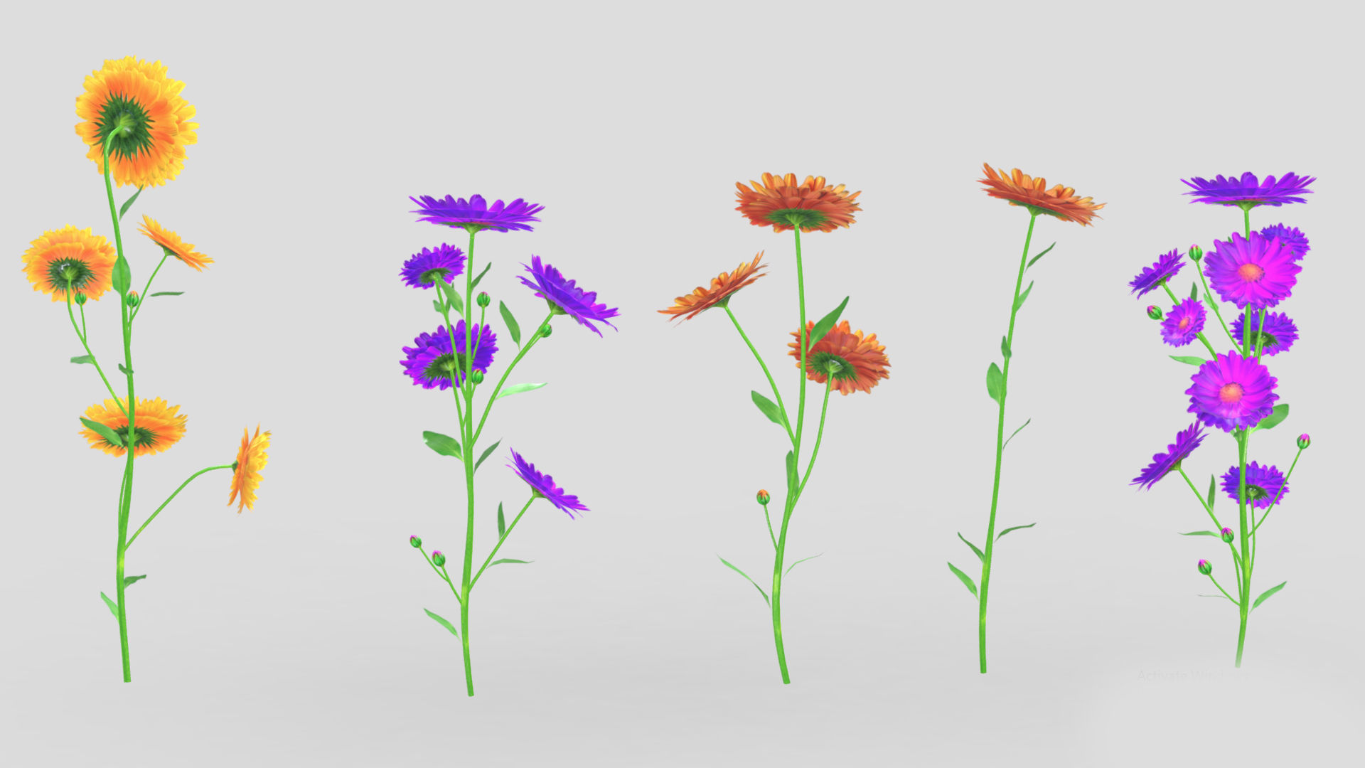 Calendula flower Low Poly 3D model_6