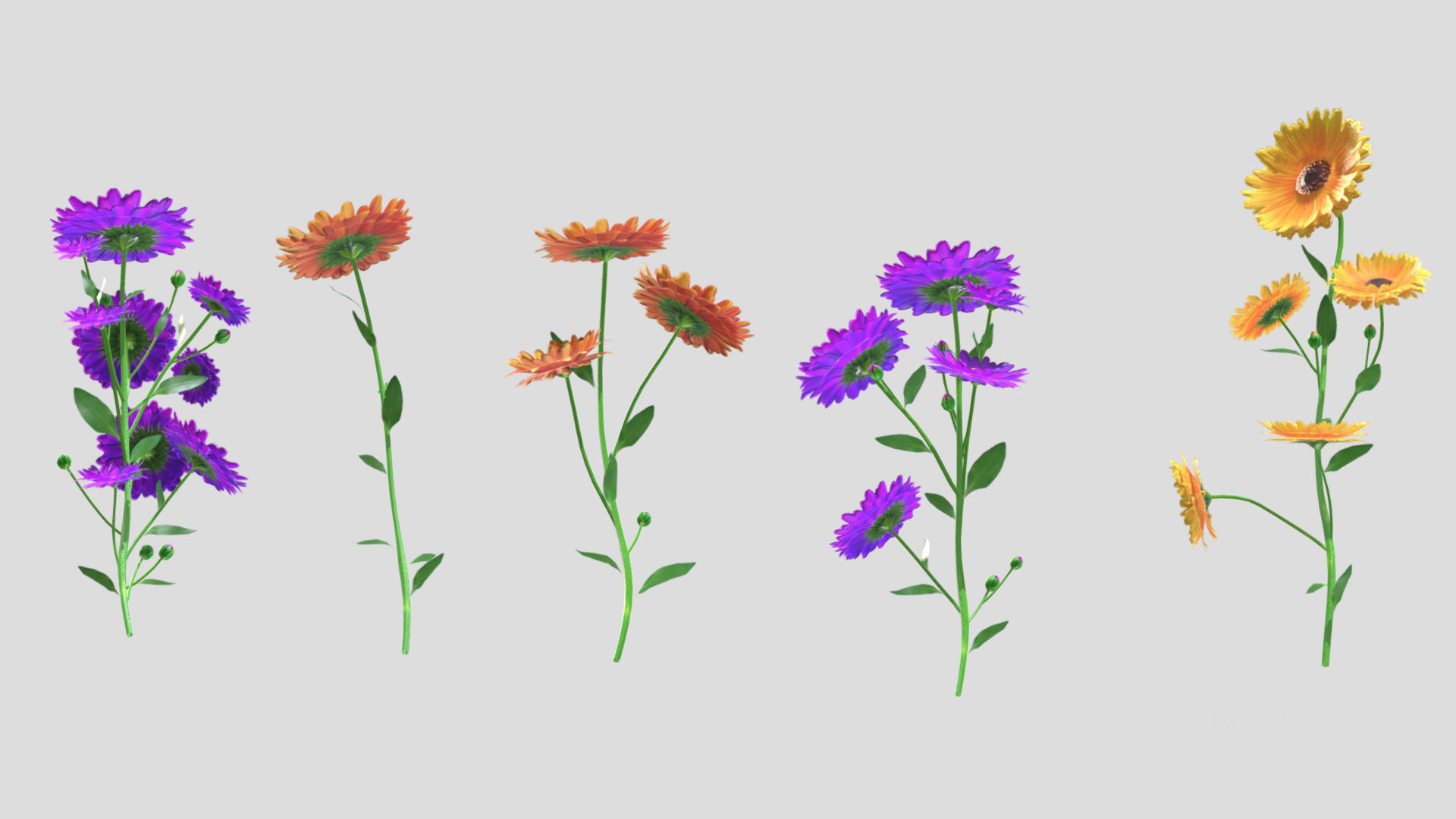 Calendula flower Low Poly 3D model_5