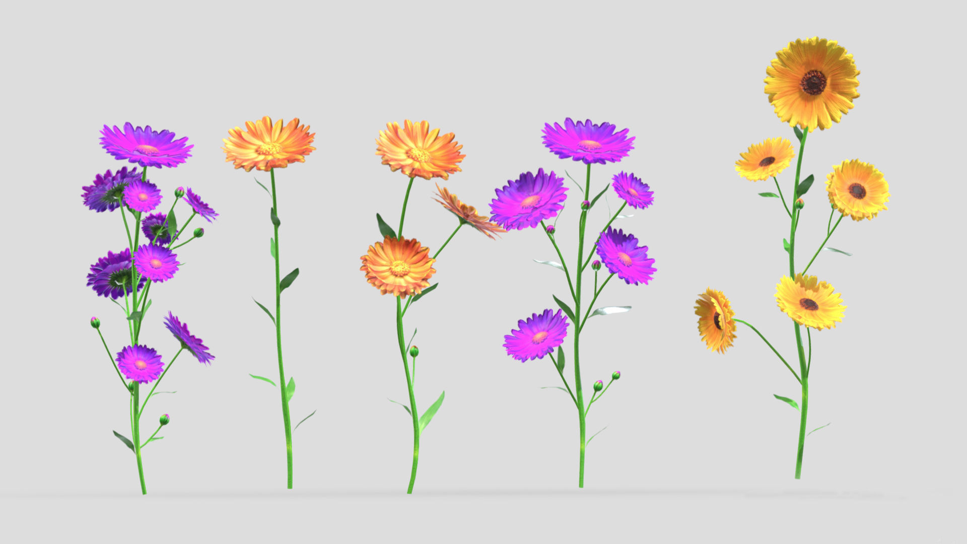 Calendula flower Low Poly 3D model_3