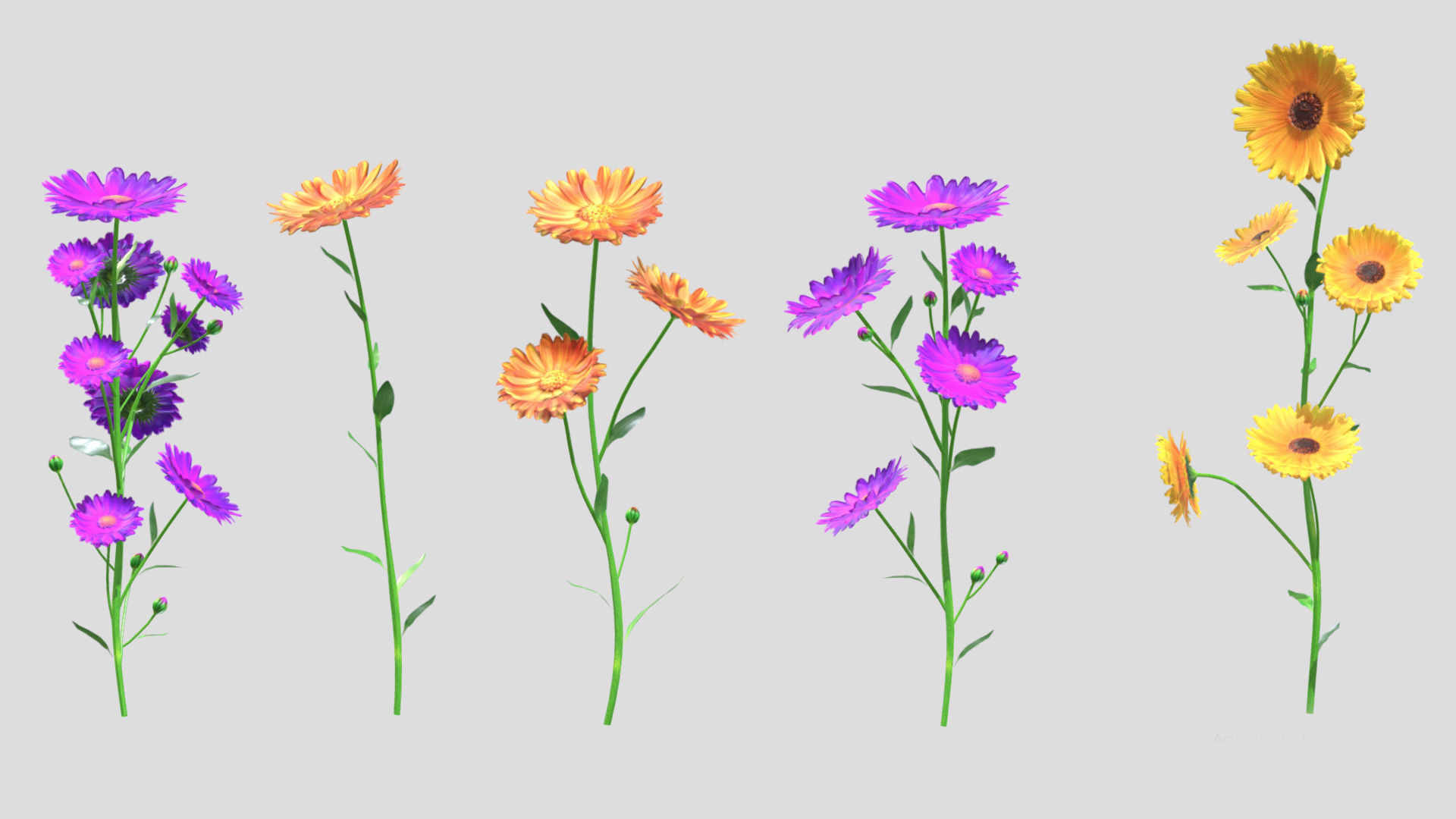 Calendula flower Low Poly 3D model_1