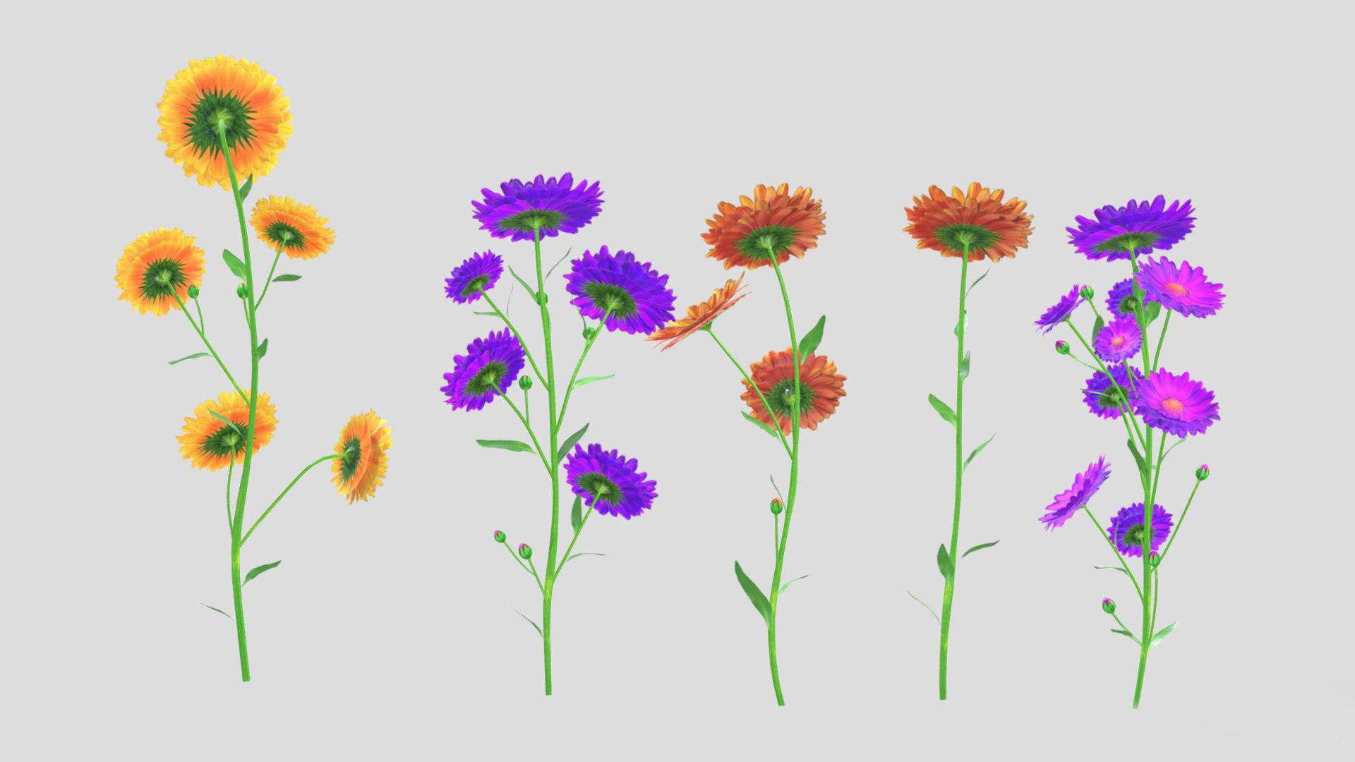 Calendula flower Low Poly 3D model_8