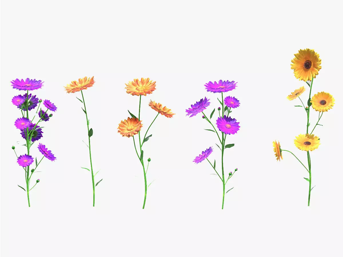 Calendula flower Low Poly 3D model_0