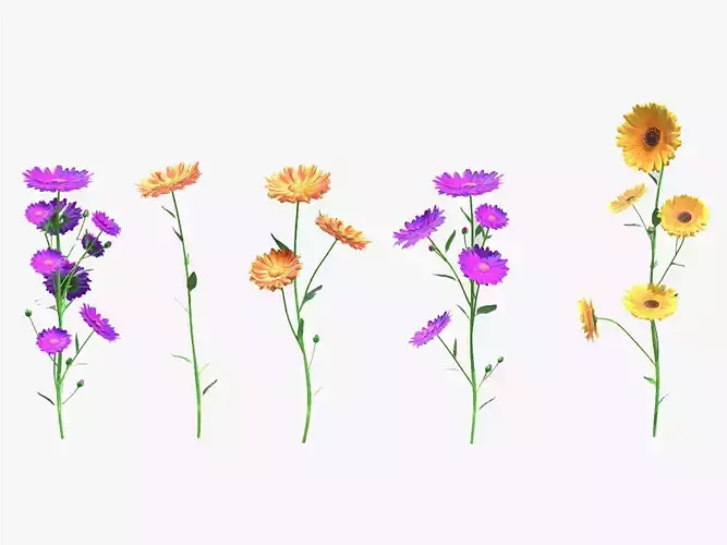 Calendula flower Low Poly 3D model