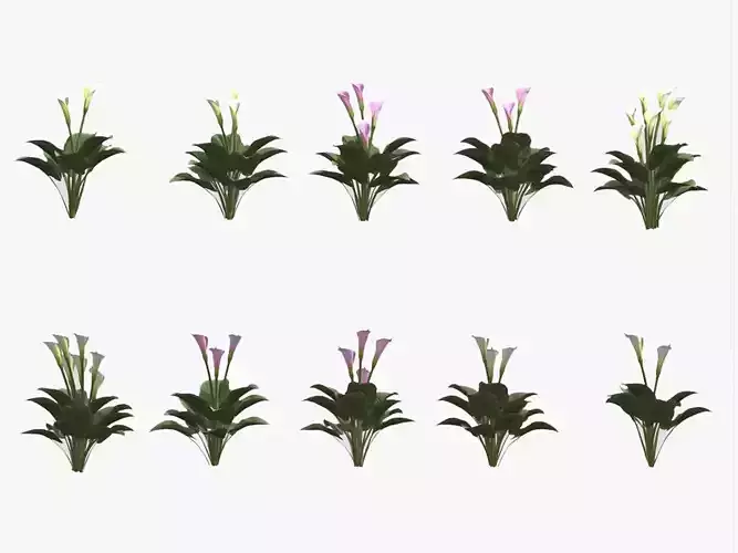 Calla LiLy Flower Low Poly 3D model