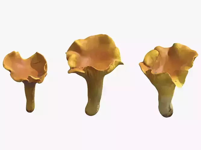 Cantharellus Cibarius Mushroom Low Poly