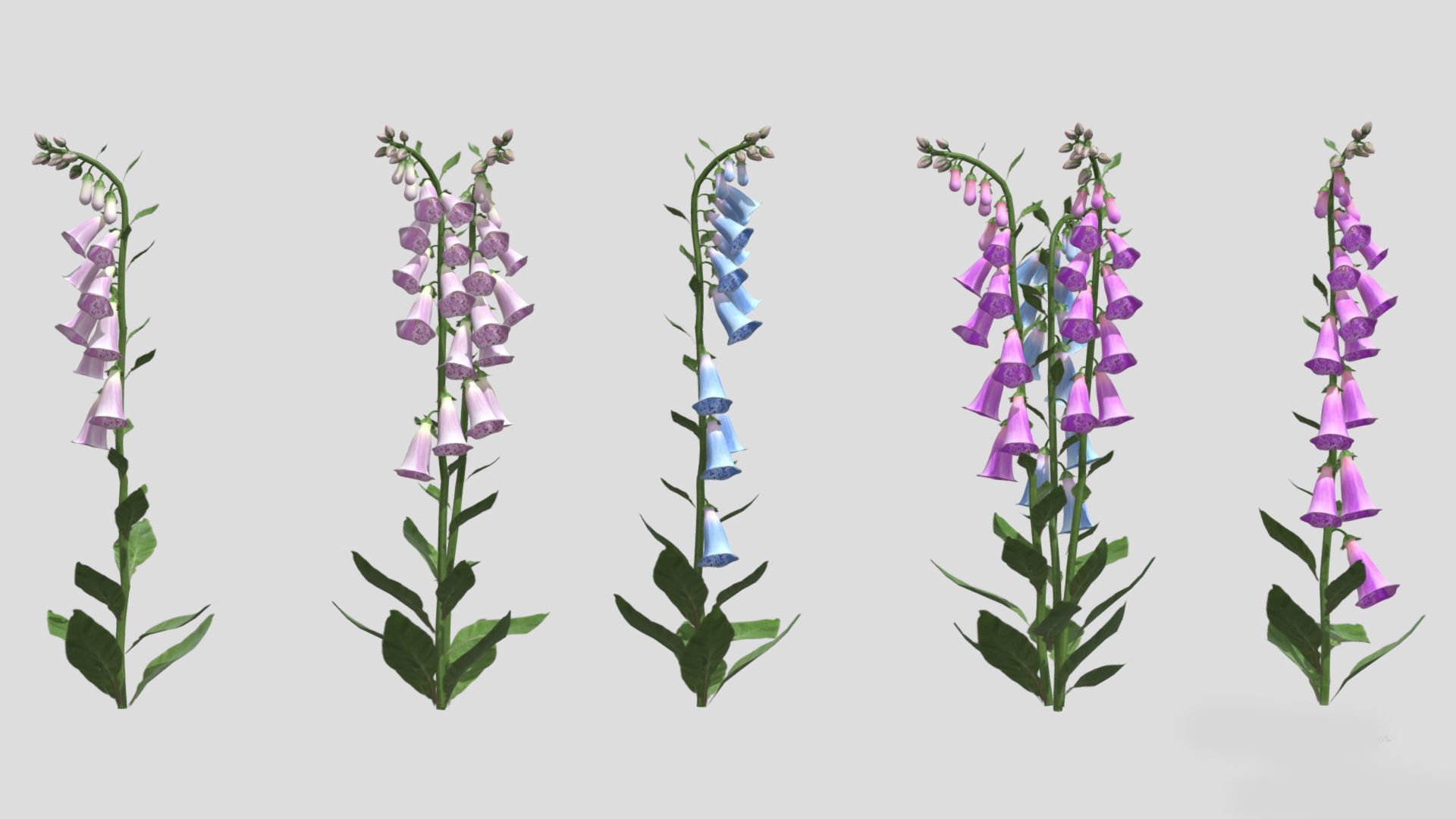 Cone Flower Low Poly 3D model_1